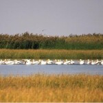 1497202432_kani-brazan-pond-9